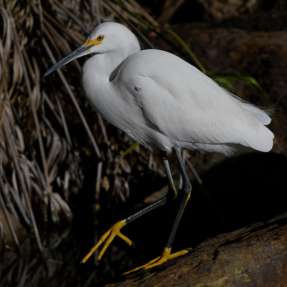 Egret5.jpg
