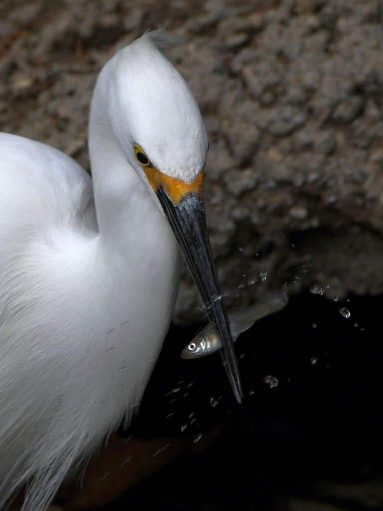 Egret5.jpg