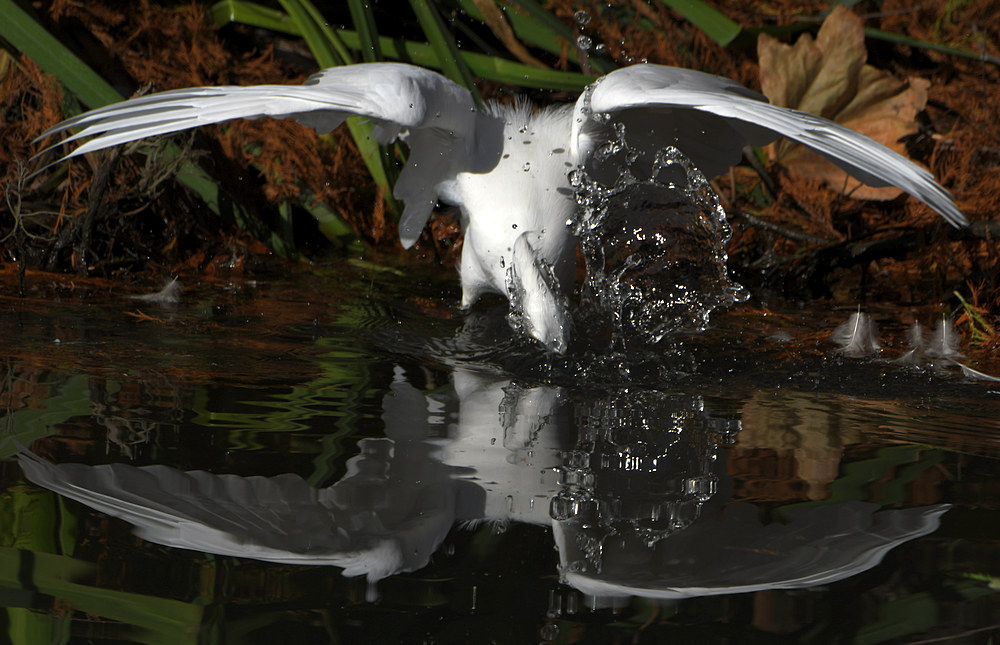Egret5.jpg