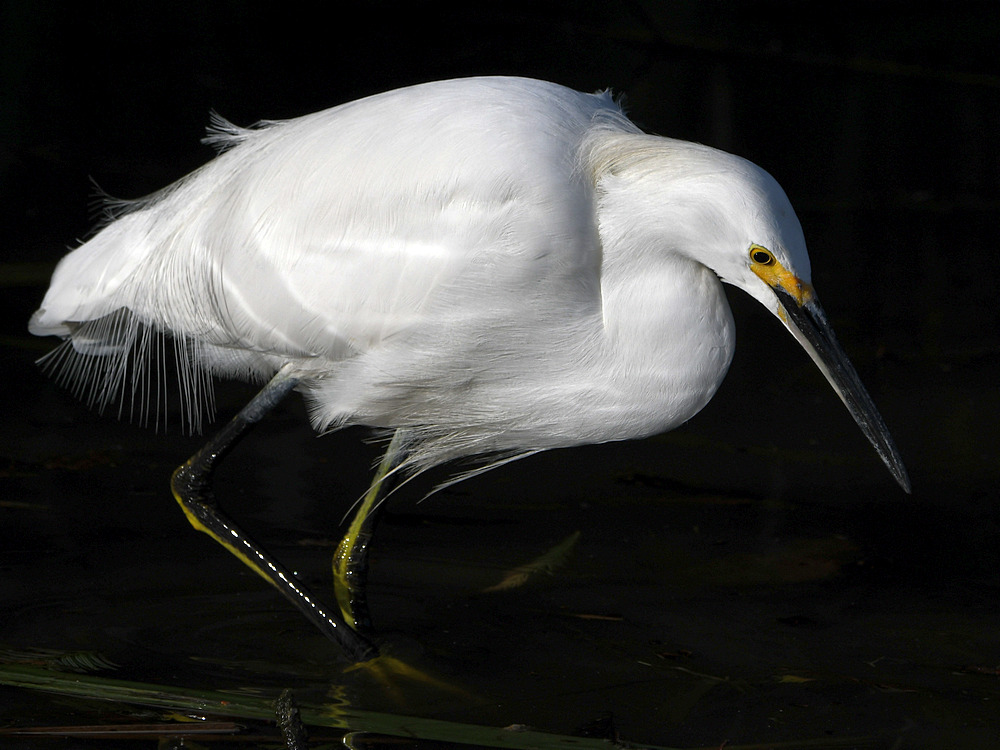 Egret5.jpg