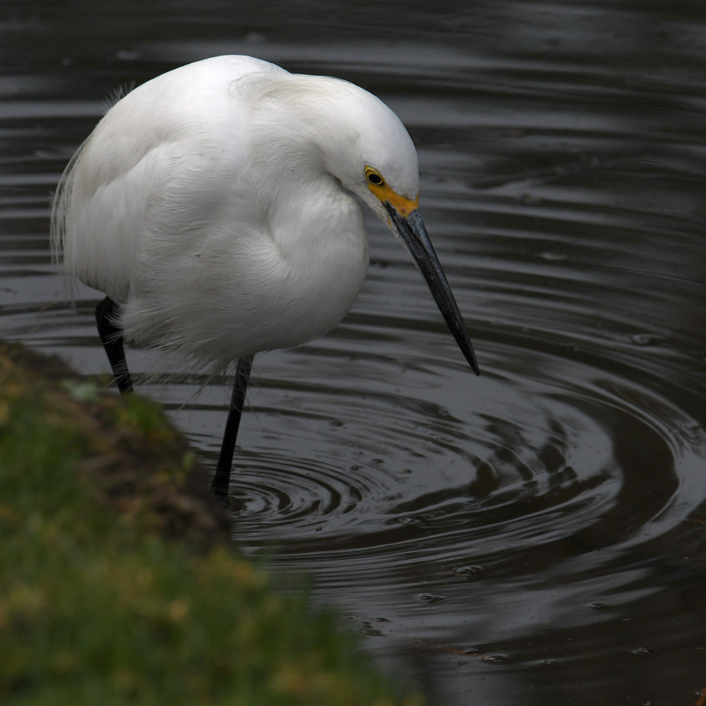 Egret5.jpg
