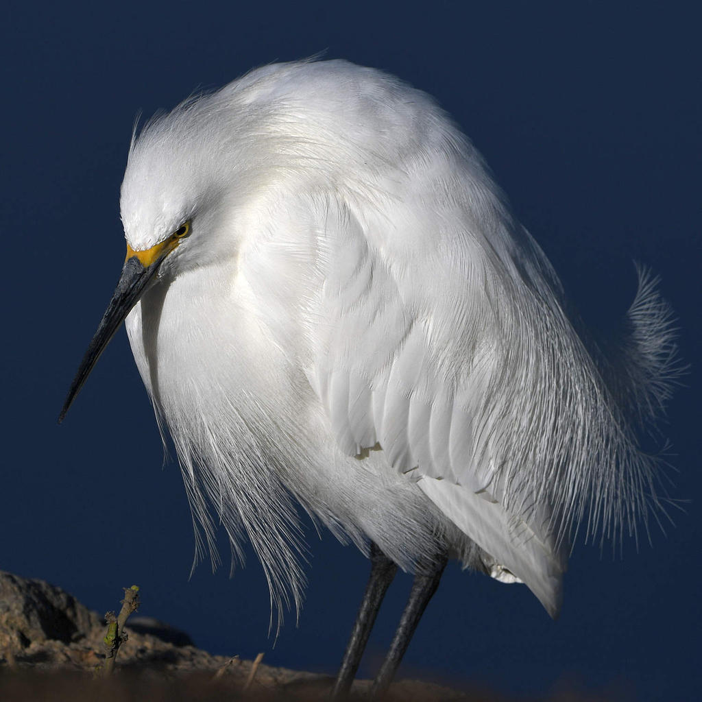 Egret5.jpg