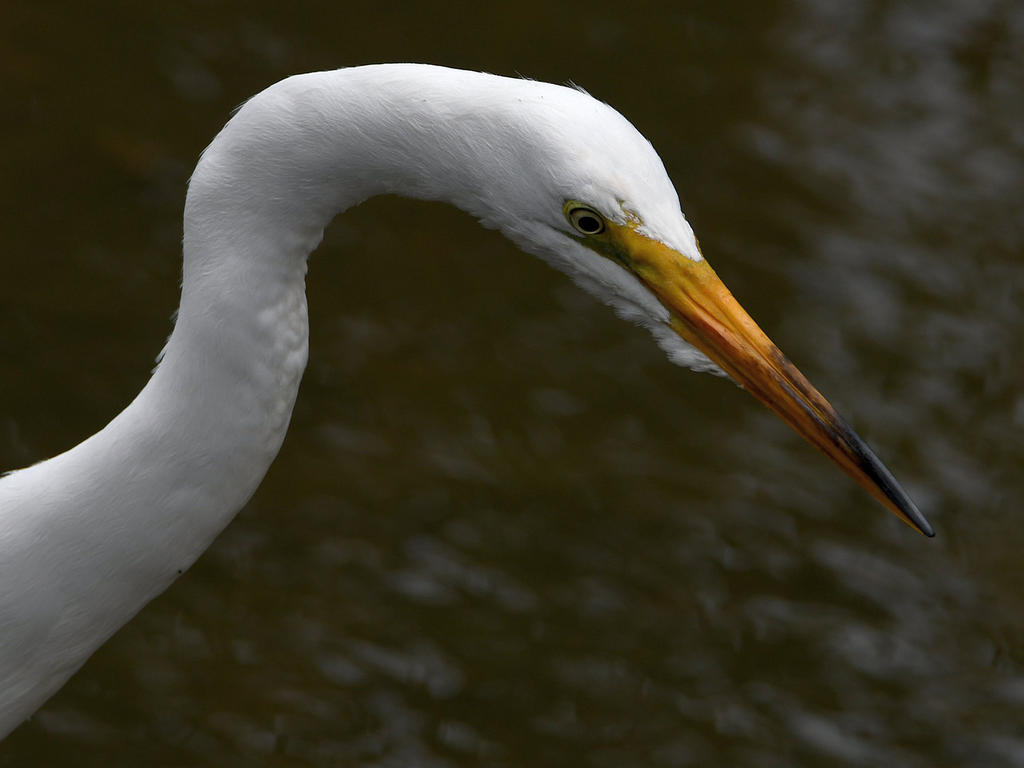 Egret5.jpg