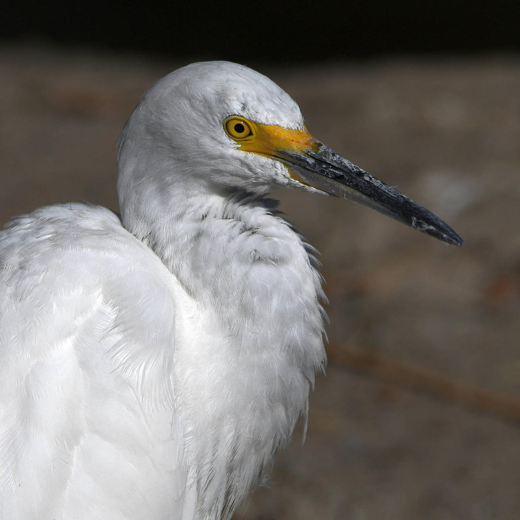 Egret5.jpg