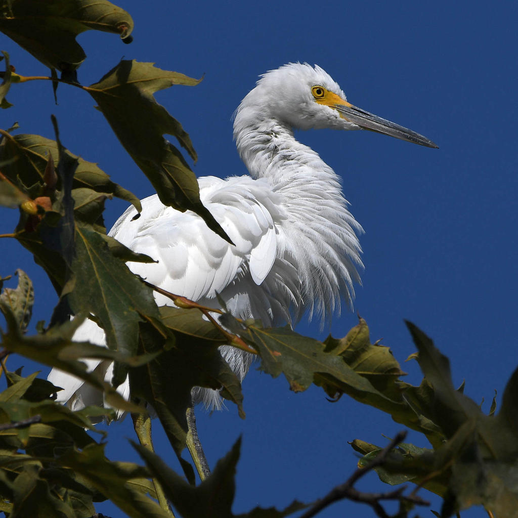 Egret5.jpg