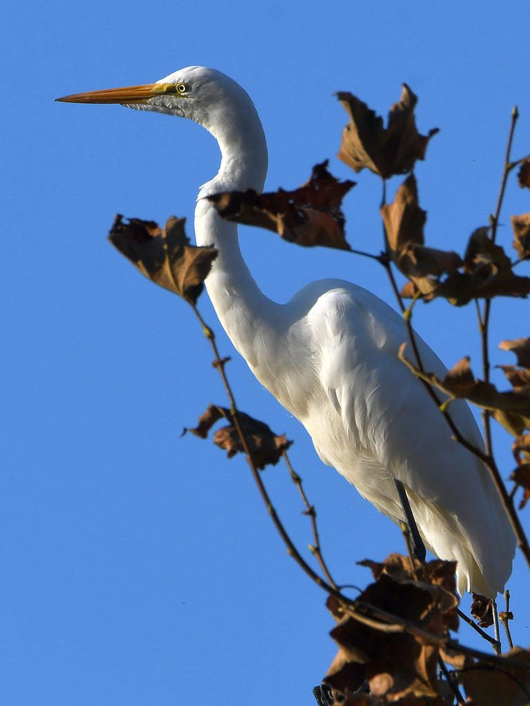 Egret5.jpg