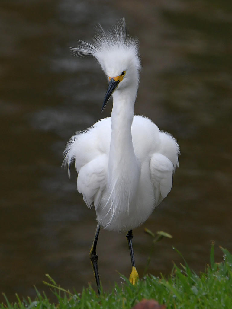 Egret5.jpg