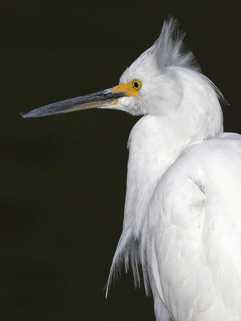 Egret5.jpg