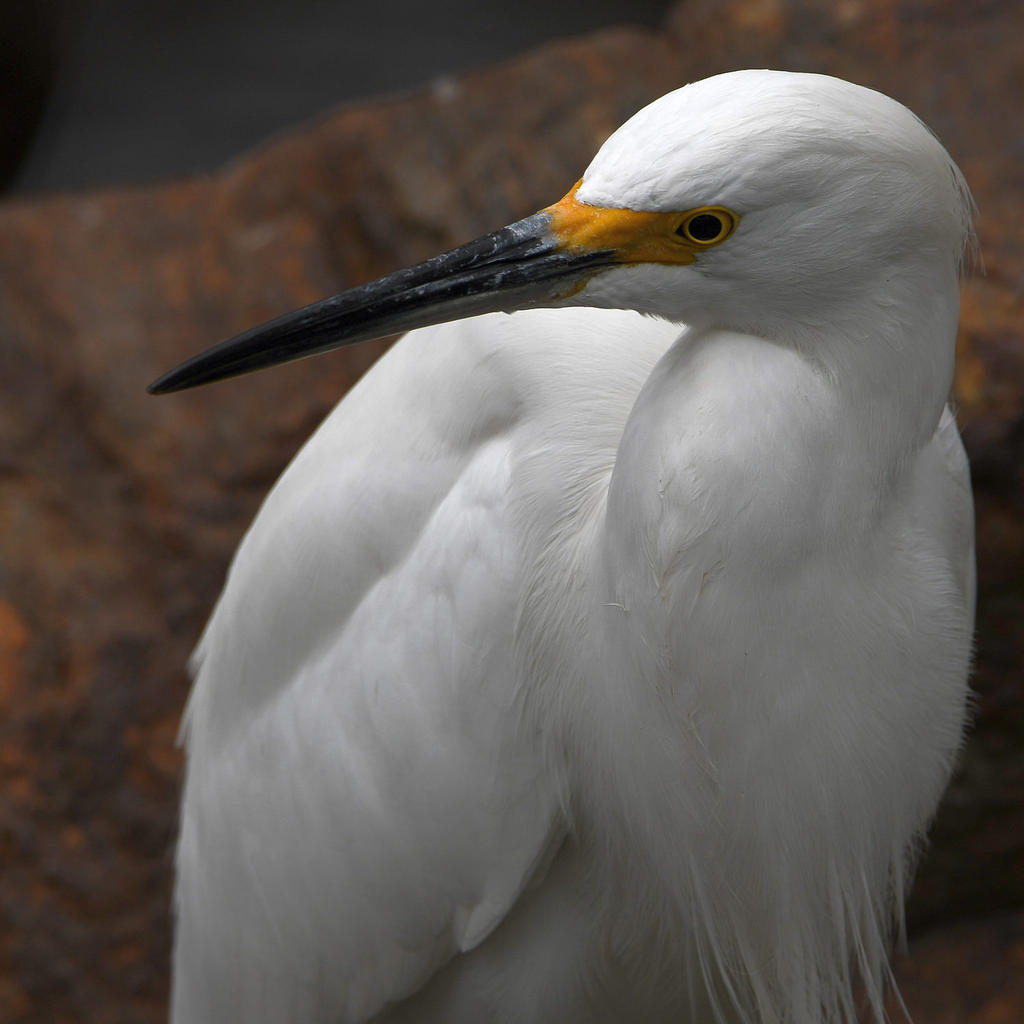 Egret5.jpg