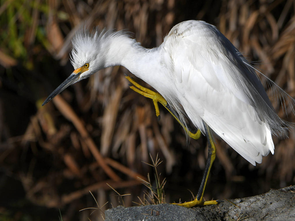 Egret5.jpg