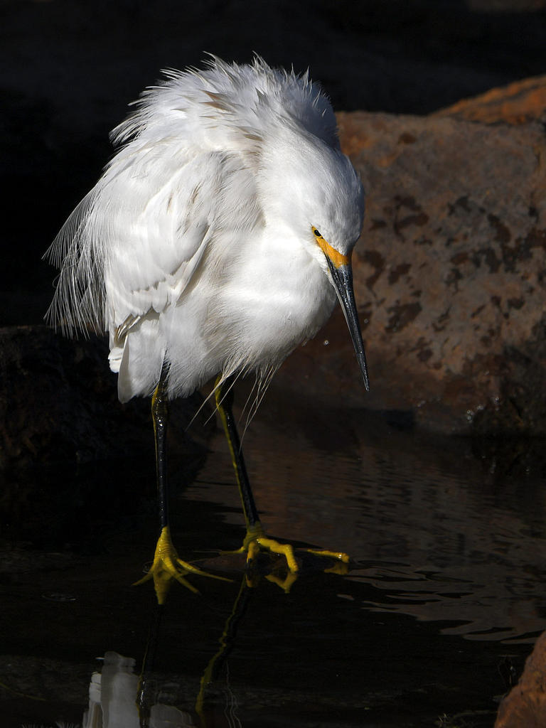 Egret5.jpg