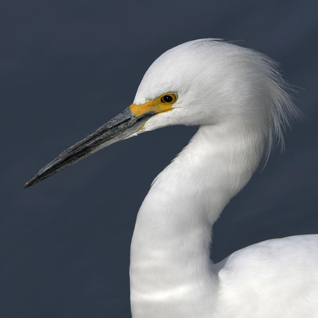 Egret5.jpg