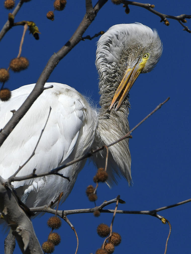 Egret5.jpg