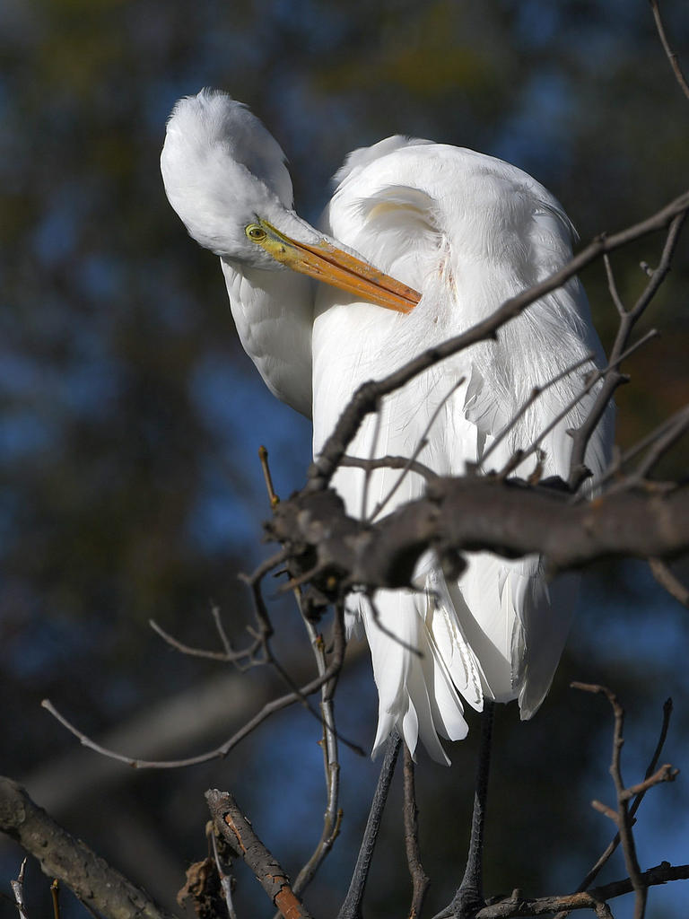 Egret5.jpg
