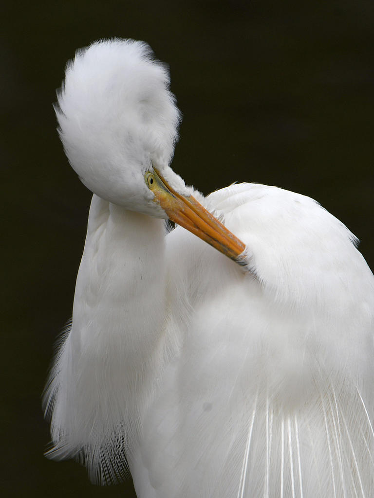 Egret5.jpg