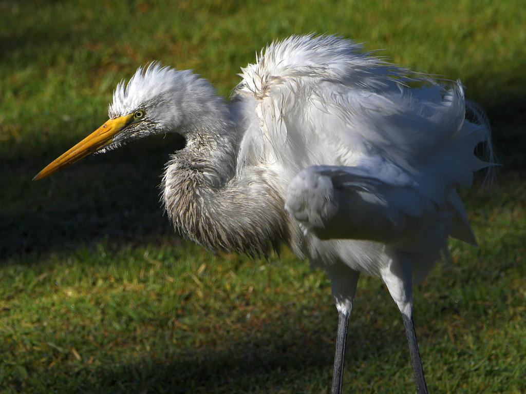Egret5.jpg
