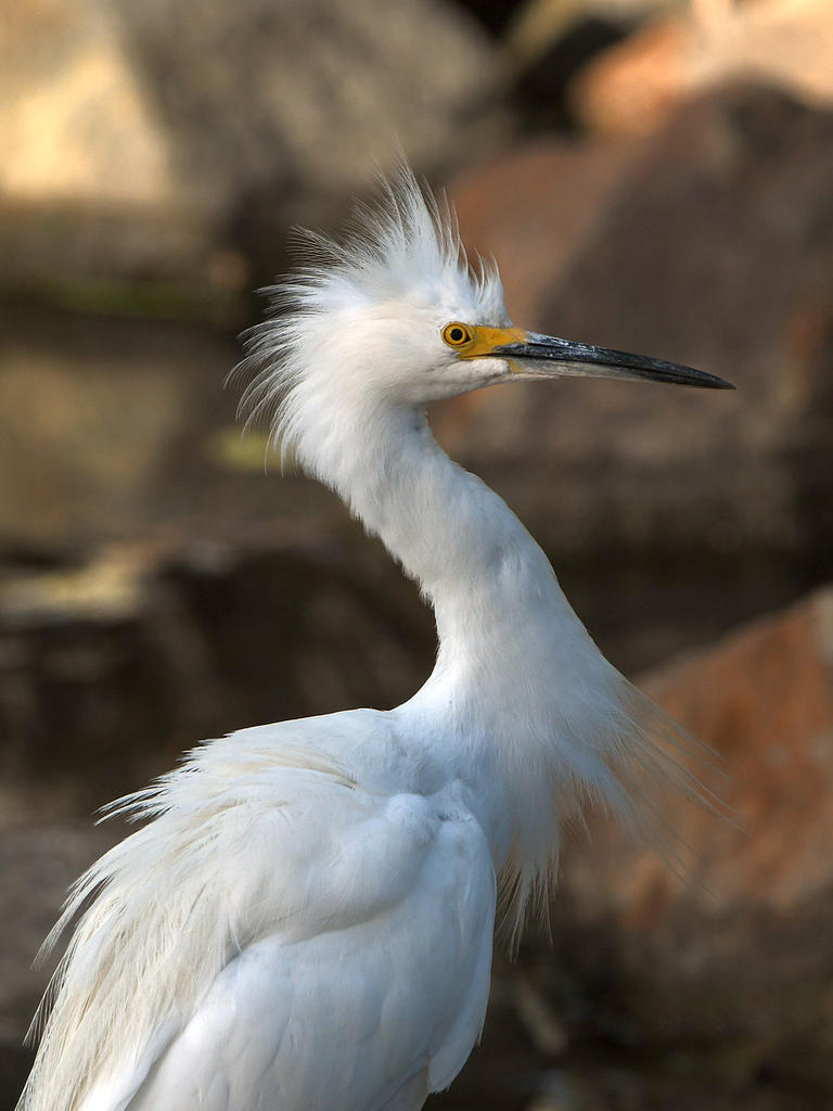 Egret5.jpg