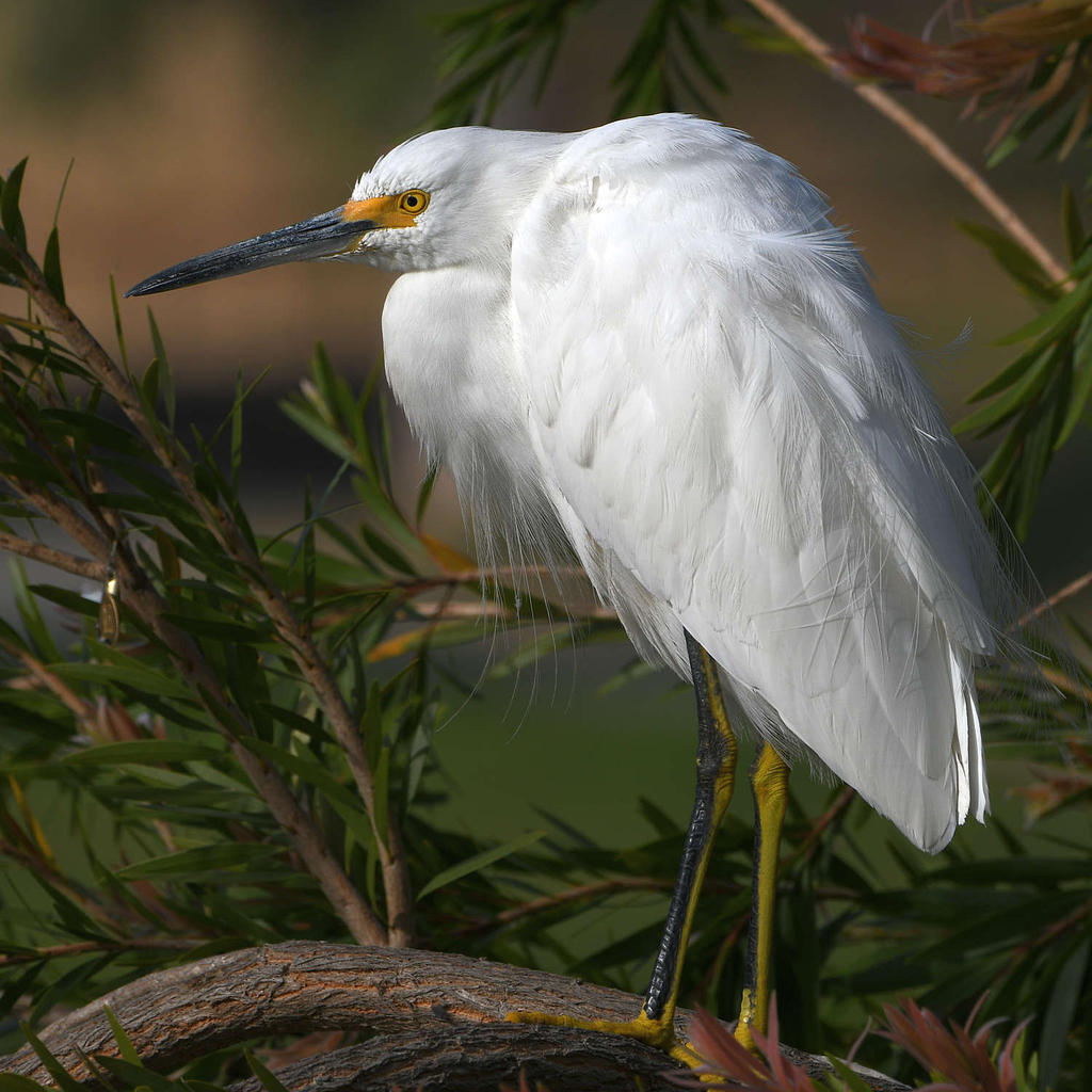 Egret5.jpg