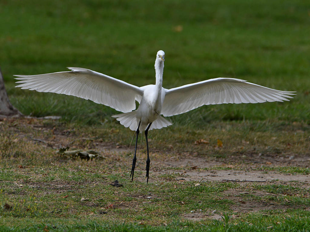 Egret5.jpg