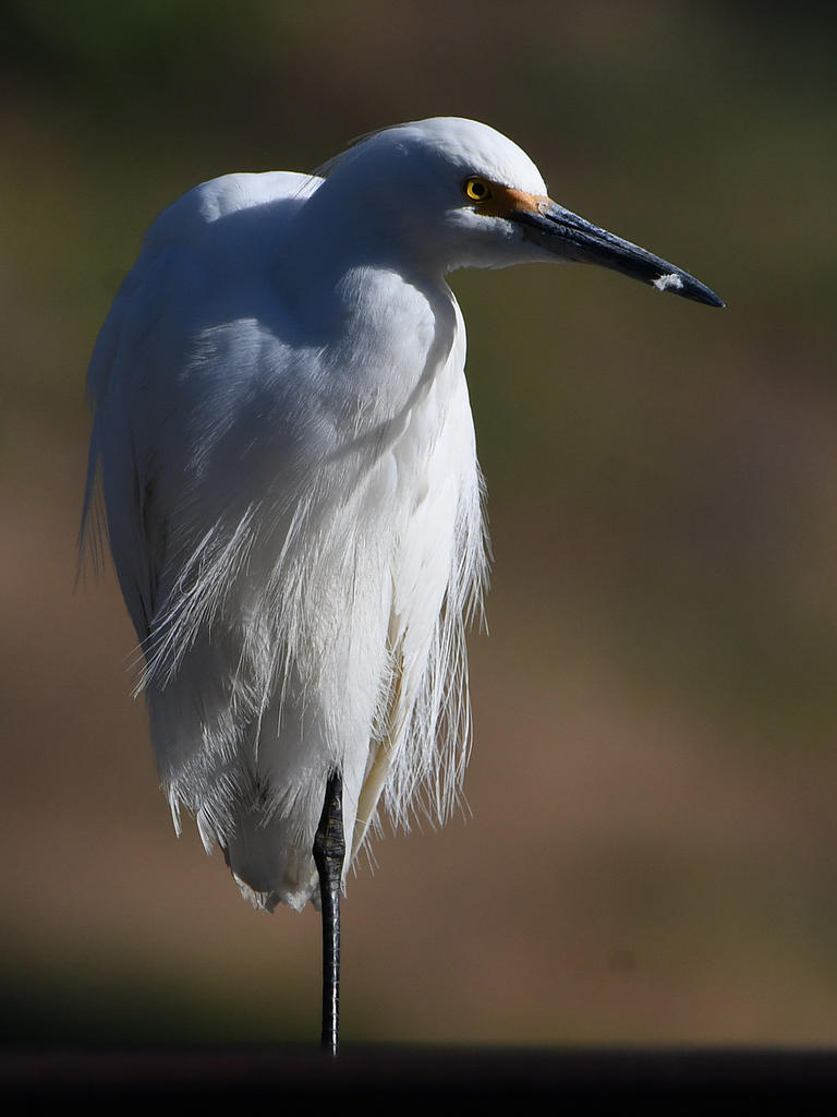 Egret5.jpg