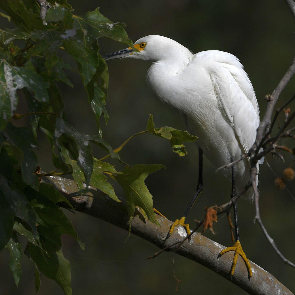 Egret5.jpg