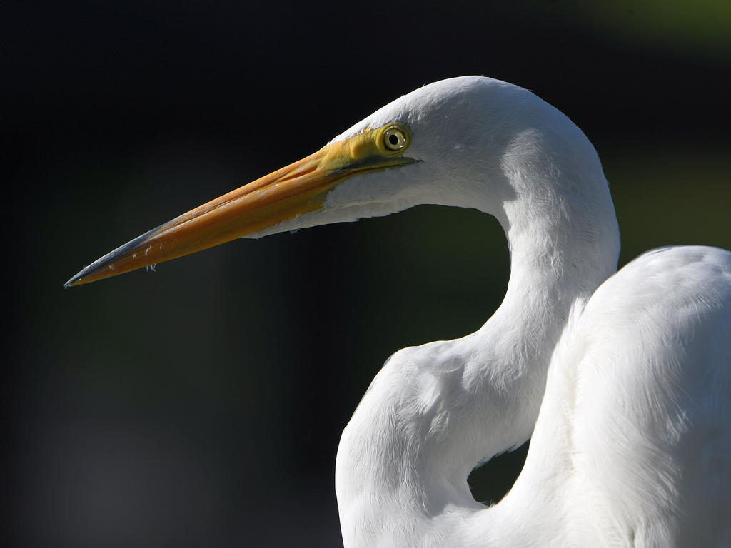 Egret5.jpg