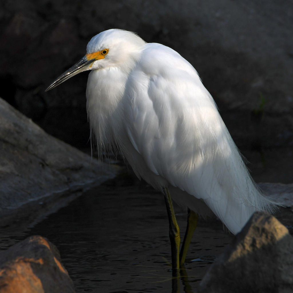 Egret5.jpg