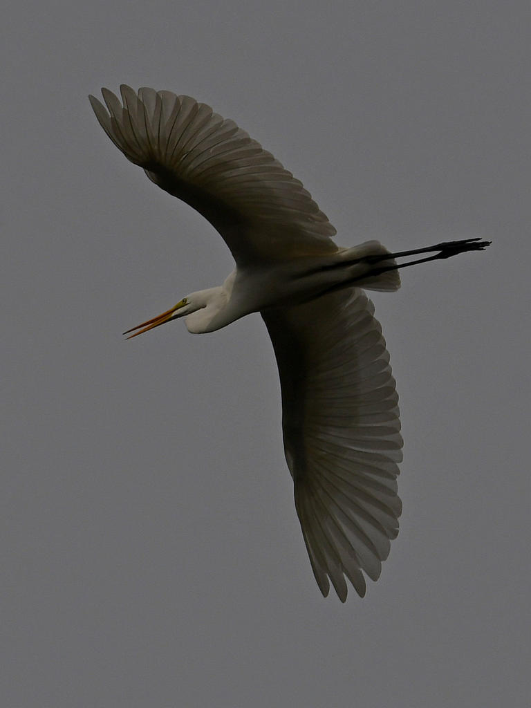 Egret5.jpg