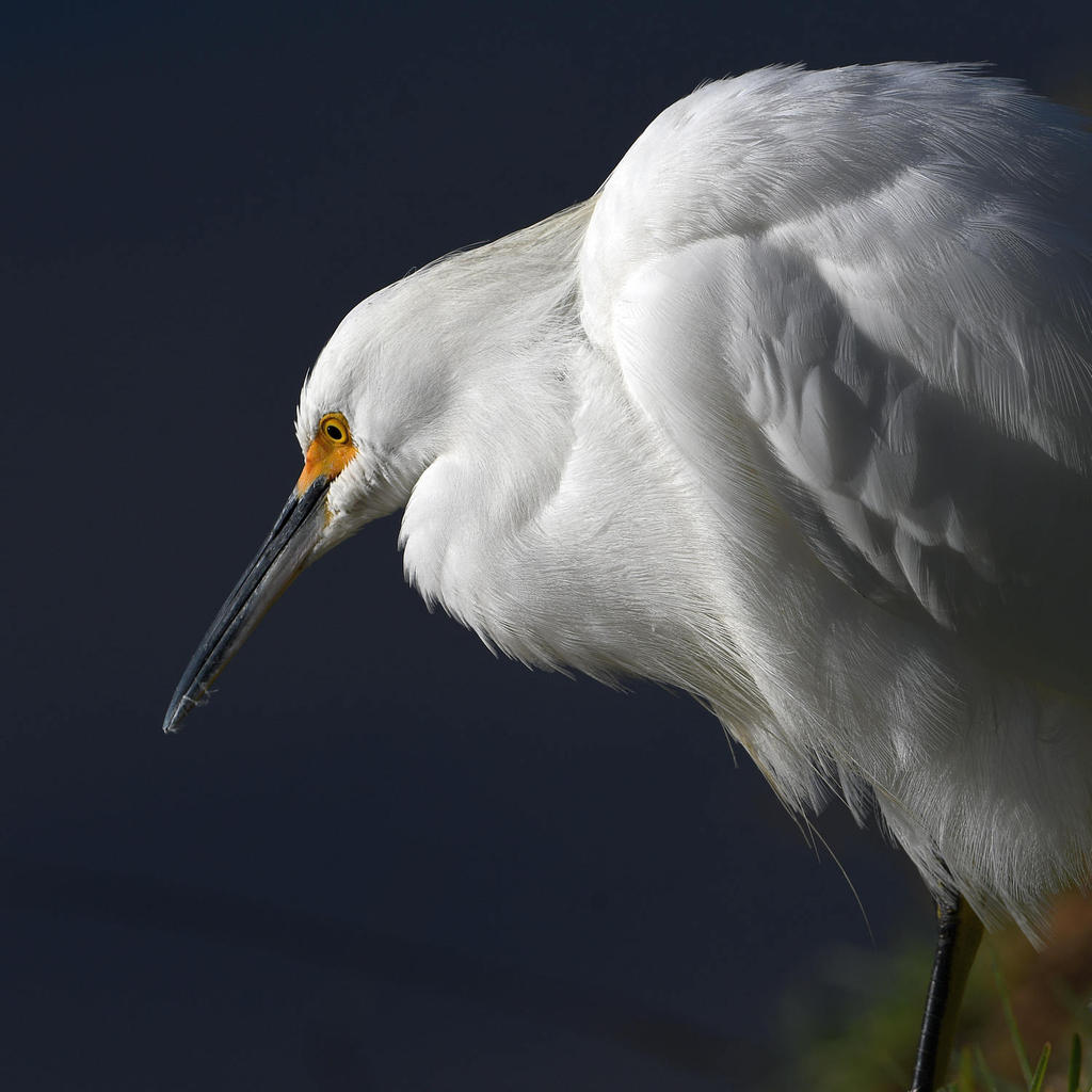 Egret5.jpg
