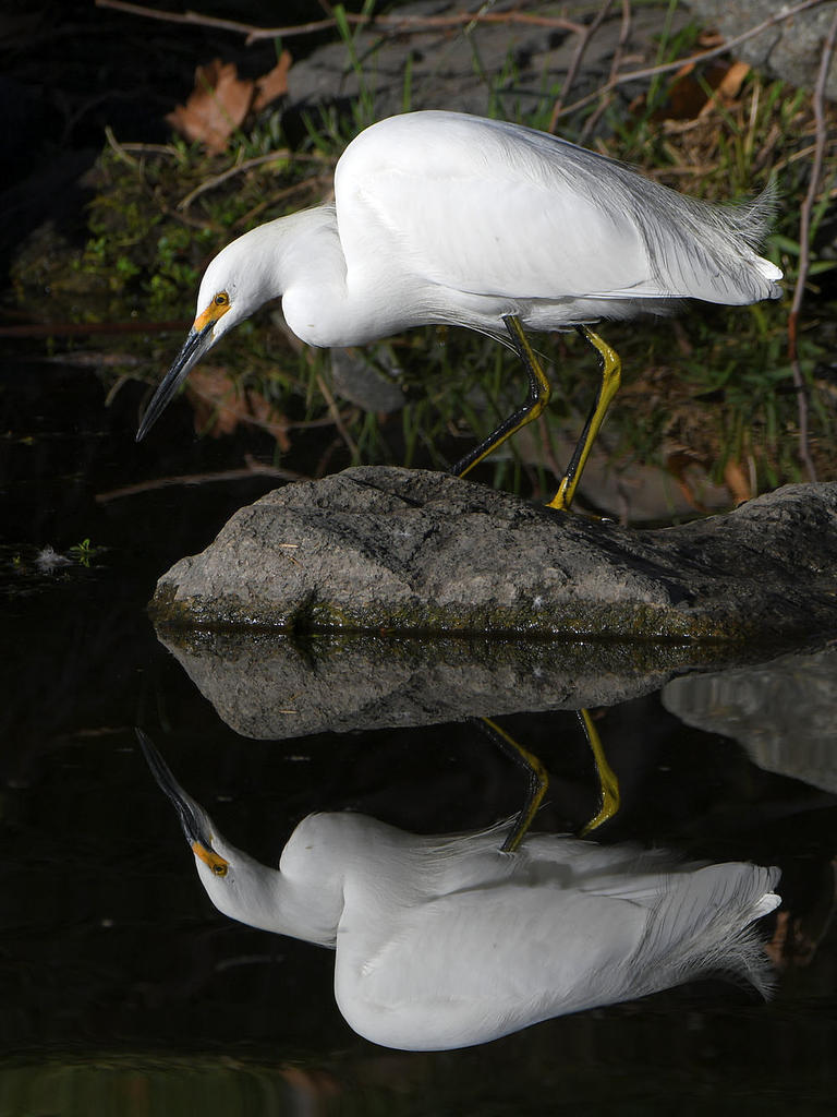 Egret5.jpg