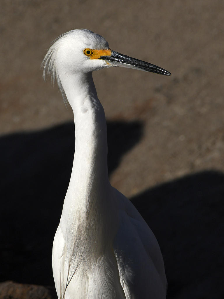 Egret5.jpg