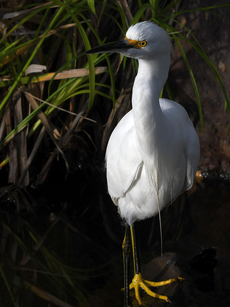 Egret5.jpg