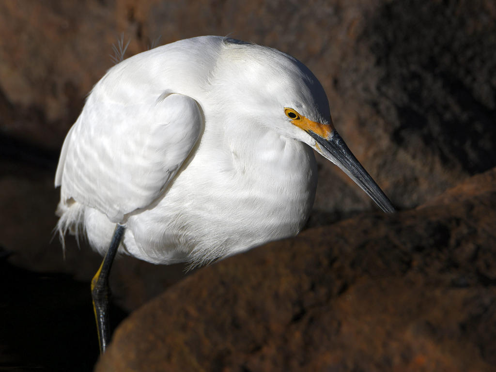 Egret5.jpg