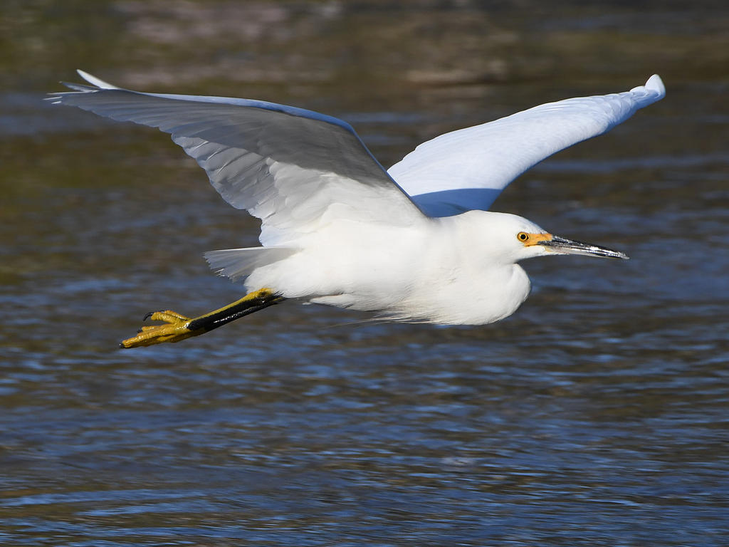 Egret5.jpg