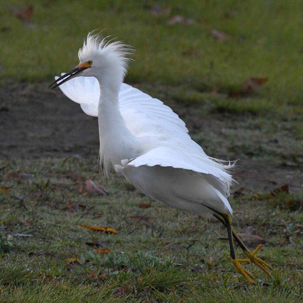Egret5.jpg