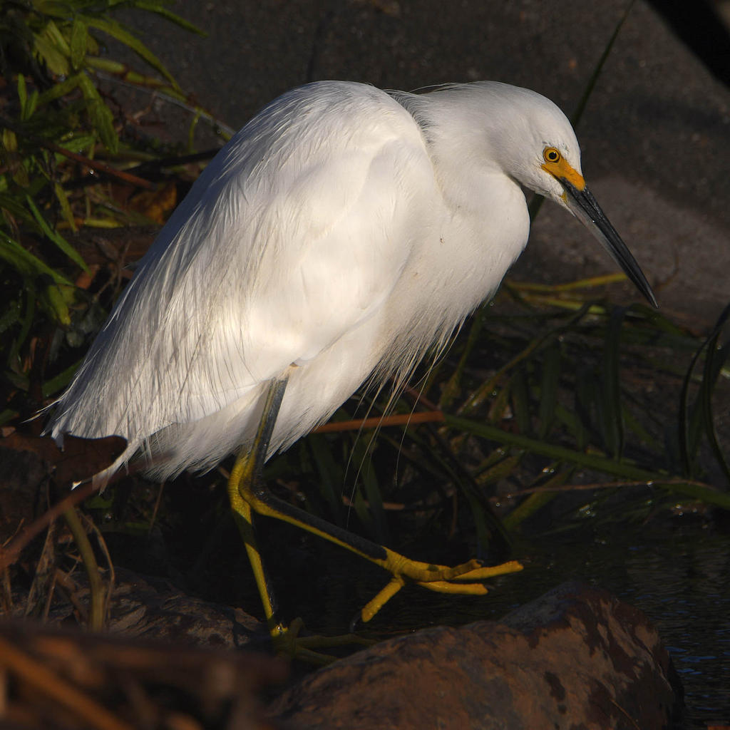 Egret5.jpg