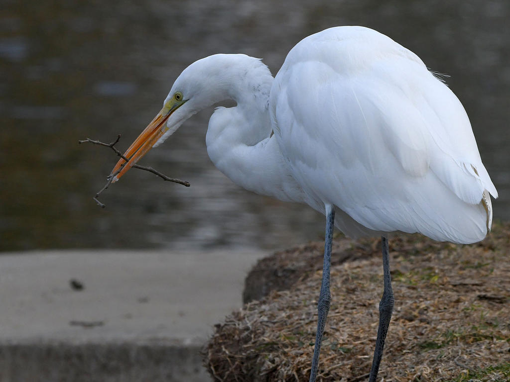 Egret5.jpg