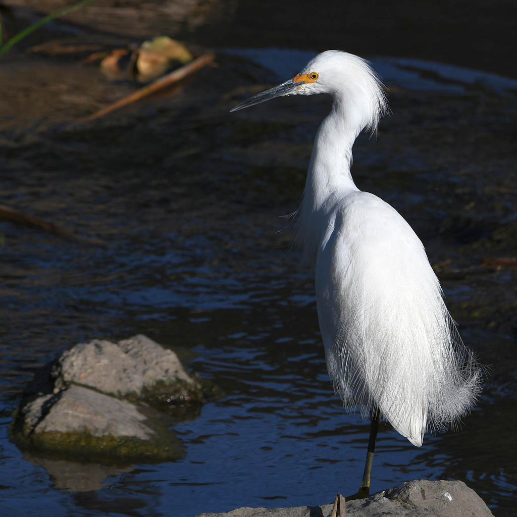 Egret5.jpg