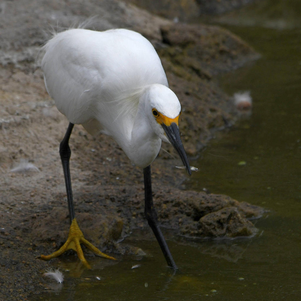 Egret5.jpg