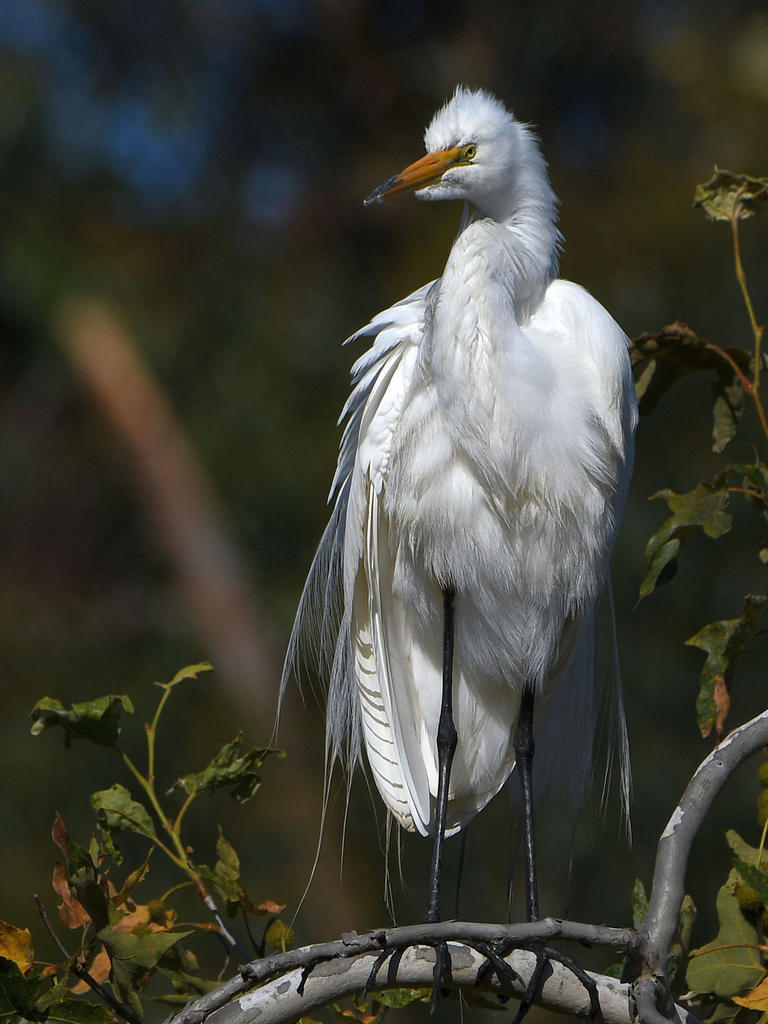 Egret5.jpg