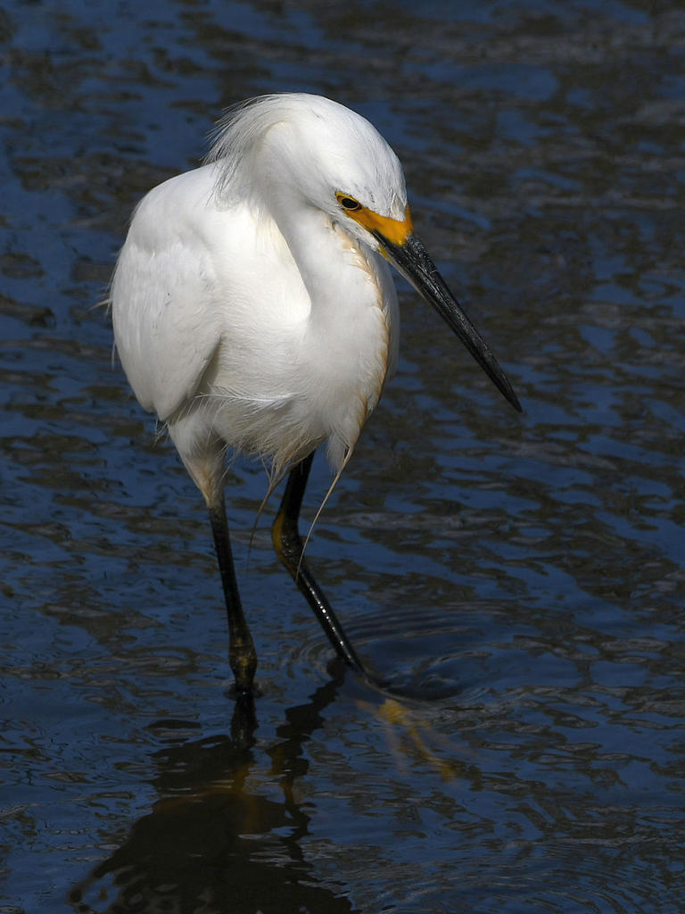 Egret5.jpg