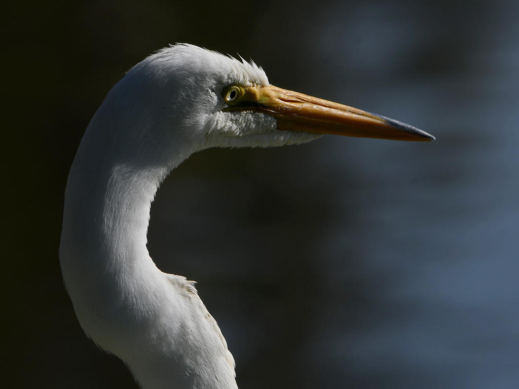 Egret5.jpg