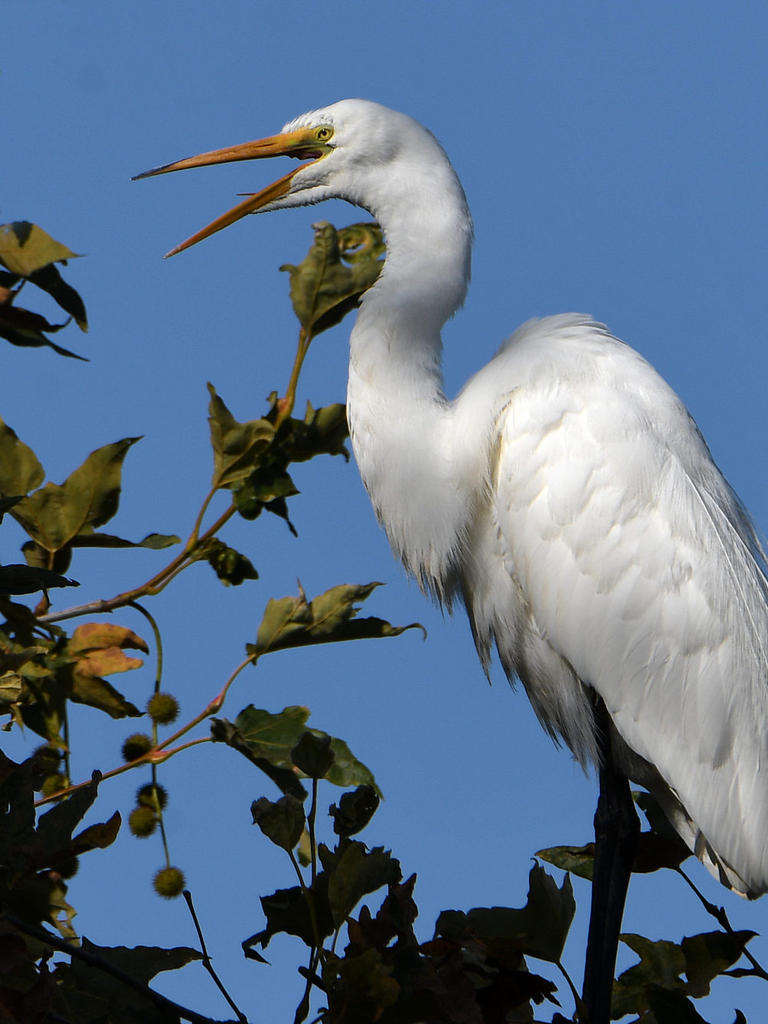 Egret5.jpg