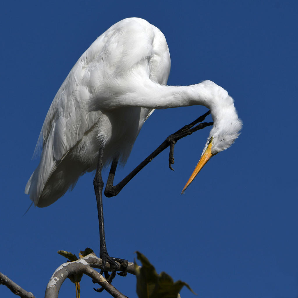 Egret5.jpg