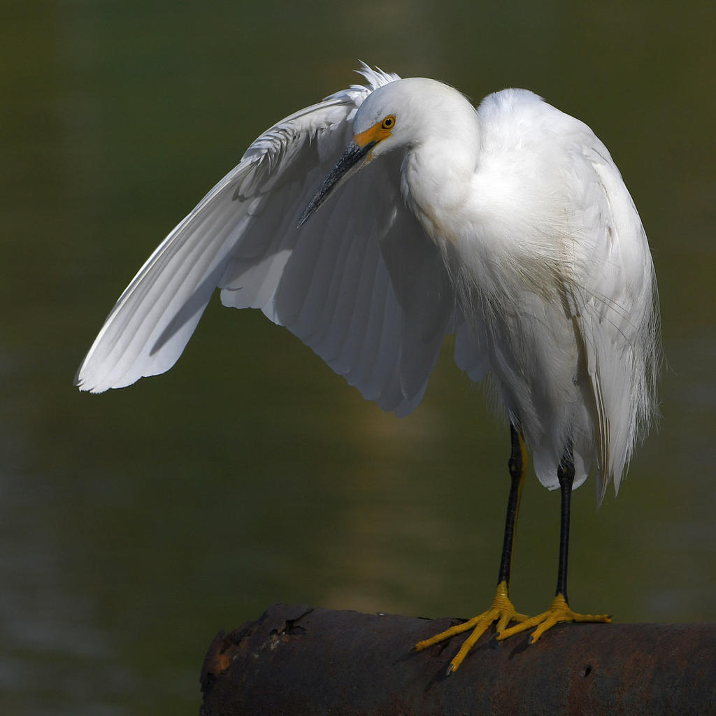 Egret5.jpg