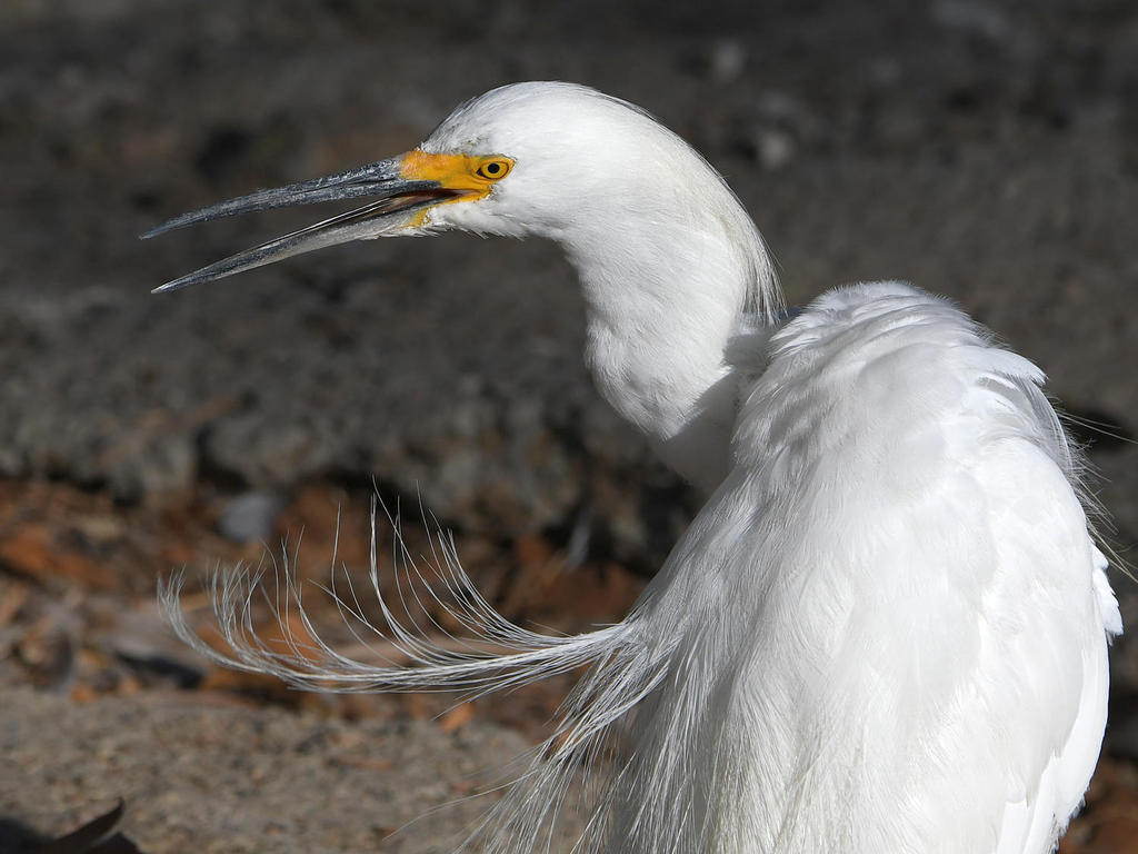 Egret5.jpg
