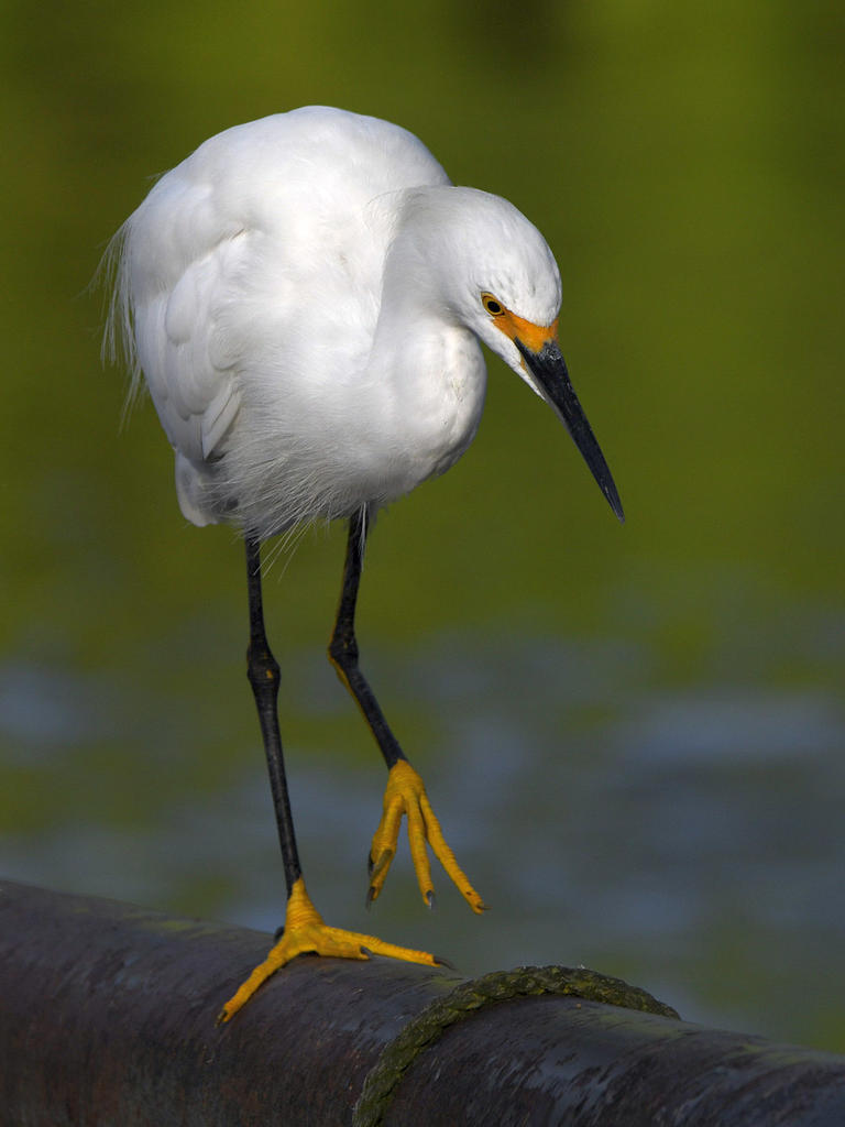 Egret5.jpg