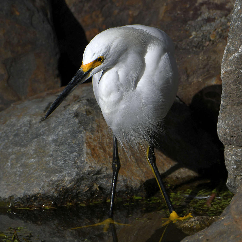 Egret5.jpg