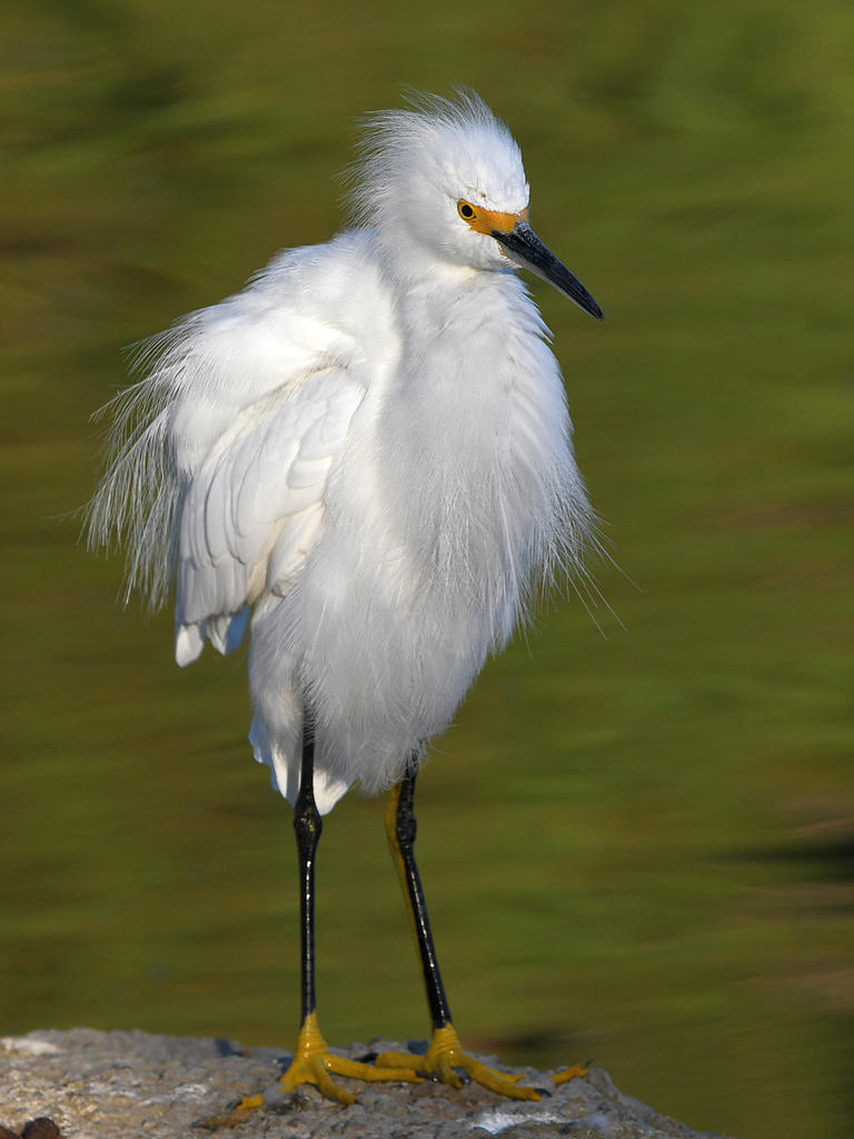 Egret5.jpg