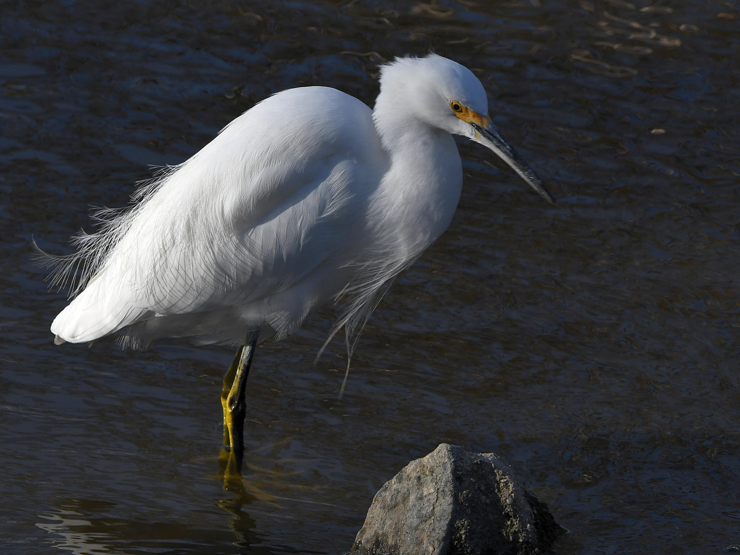 Egret5.jpg